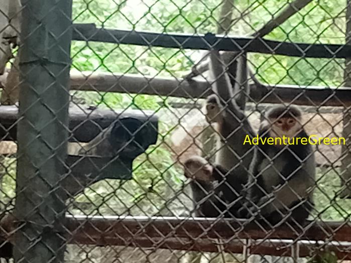 Black-shanked doucs at Cuc Phuong National Park, Ninh Binh Province, Vietnam